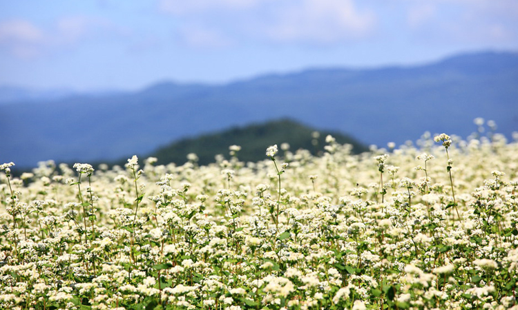 長野県の蕎麦畑